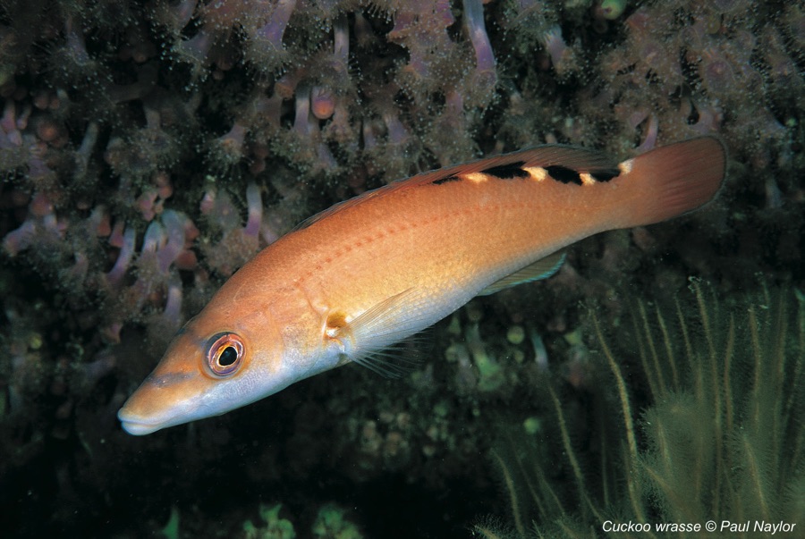 Cuckoo wrasse